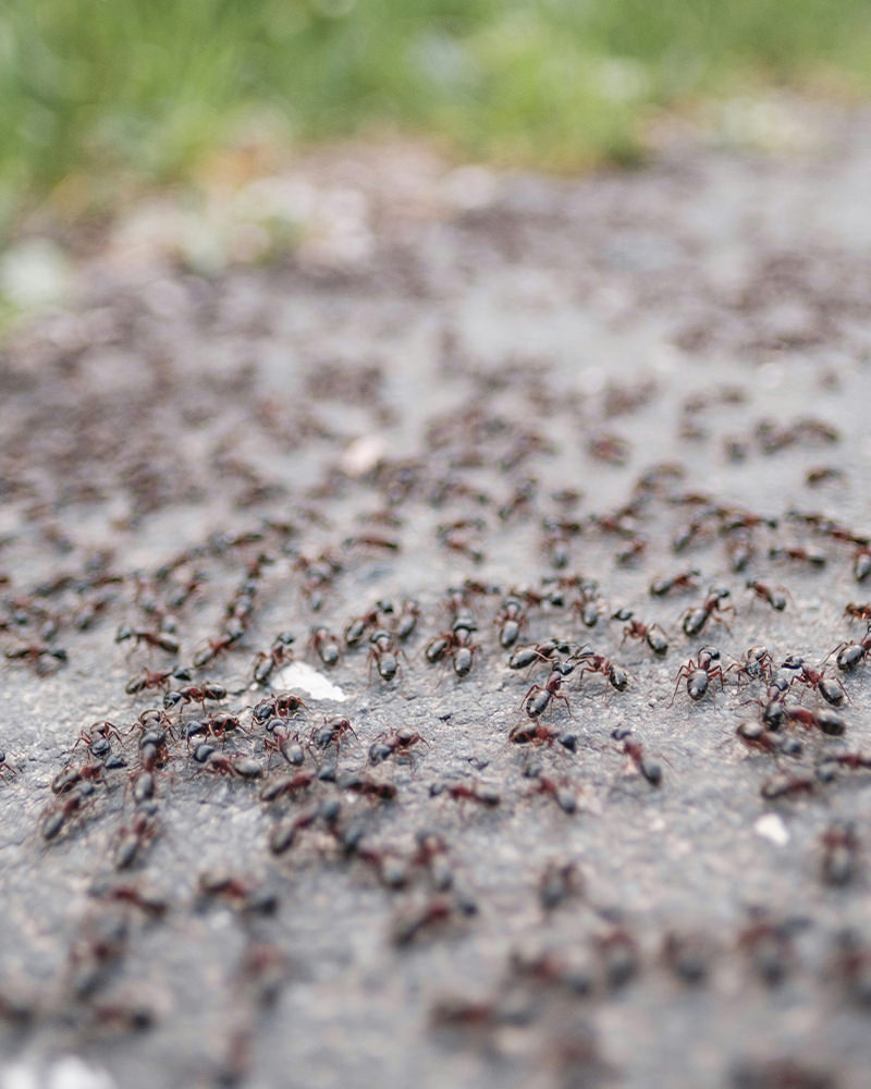 ant-removal-queen-creek - Arsenal Exterminating Pest Control Services