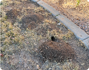 76023056839__13E39925-8A88-49E4-8652-43F8B15067AD (1) - Arsenal Exterminating Pest Control Services