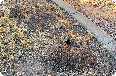 76023056839__13E39925-8A88-49E4-8652-43F8B15067AD - Arsenal Exterminating Pest Control Services