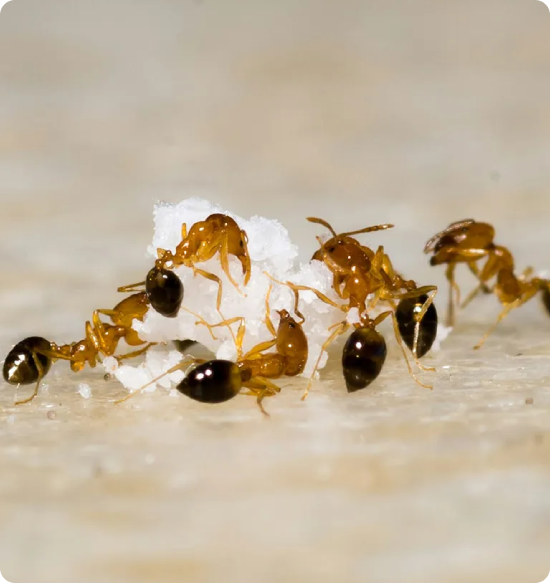 image (46) - Arsenal Exterminating Pest Control Services