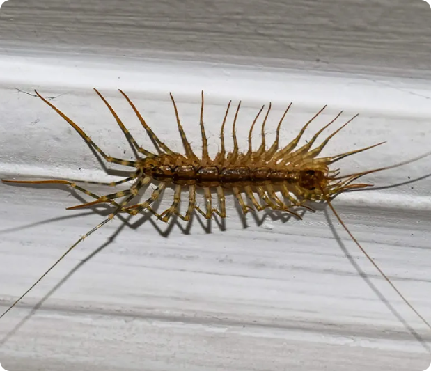 image (47) - Arsenal Exterminating Pest Control Services