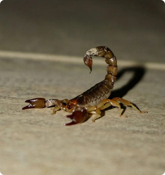 image (54) - Arsenal Exterminating Pest Control Services