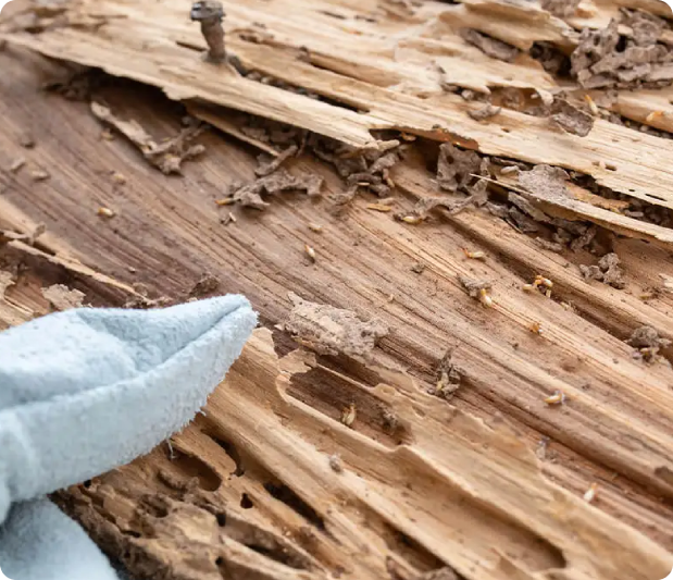 image (58) - Arsenal Exterminating Pest Control Services