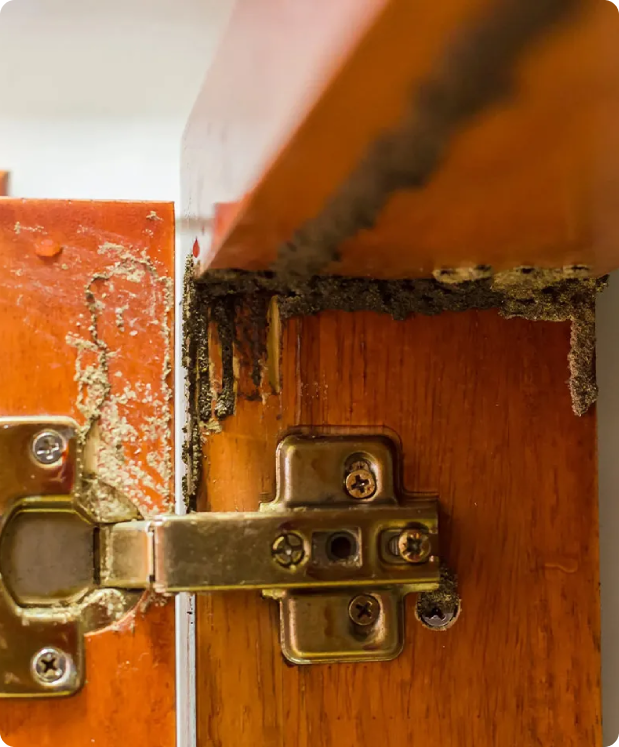 image (59) - Arsenal Exterminating Pest Control Services