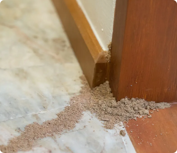 image (62) - Arsenal Exterminating Pest Control Services