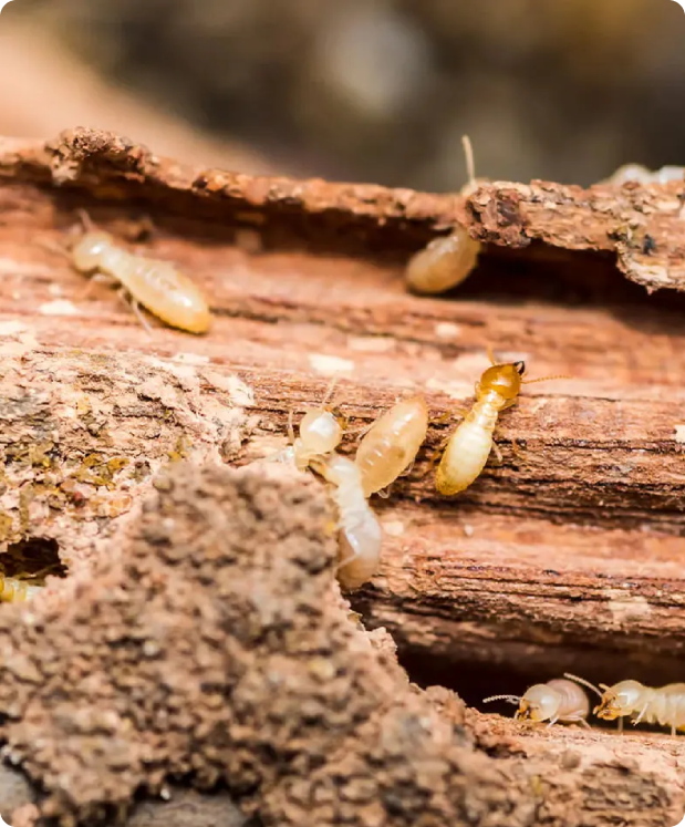 image (63) - Arsenal Exterminating Pest Control Services