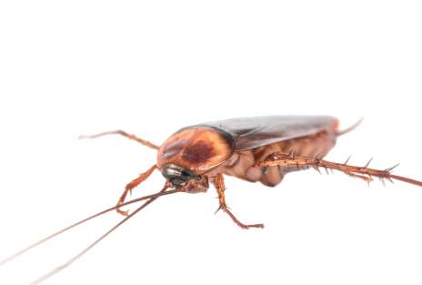 image 7 (1) - Arsenal Exterminating Pest Control Services