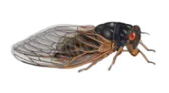 image 71 (1) - Arsenal Exterminating Pest Control Services