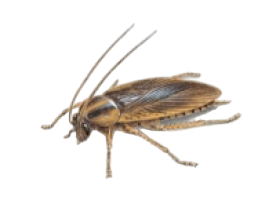 image 74 (1) - Arsenal Exterminating Pest Control Services