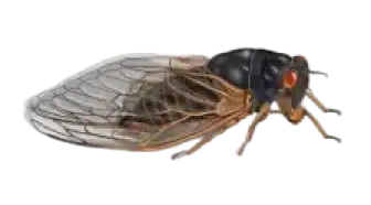 Close-up of a cicada with clear veined wings on a black background.