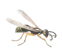 Wasp with yellow and black stripes on a transparent background
