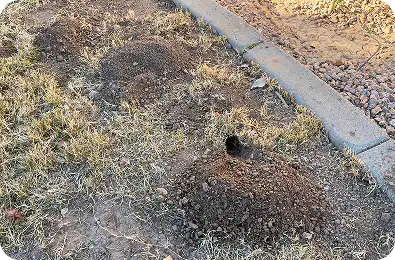 Open dirt hole in dry grass near a concrete curb, suggesting a small animal burrow.
