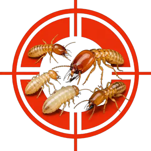 Termites (brown and white) inside a red crosshair target, symbolizing pest control.