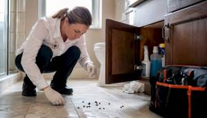 Home inspector examining rat droppings in kitchen