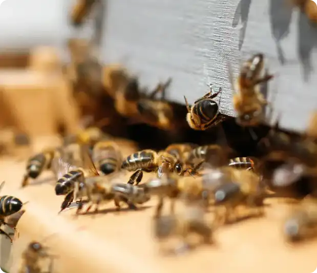 Honeybees swarm around the entrance of a beehive.