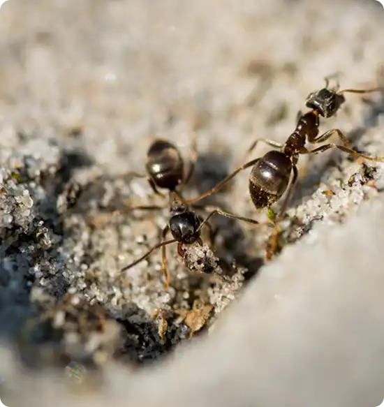 Two ants carrying a crumb across a gritty, rocky surface outside the nest.