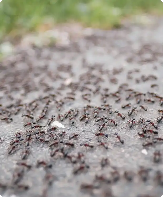 Large group of red ants marching across a gray pavement with a green background coarse in the distance.