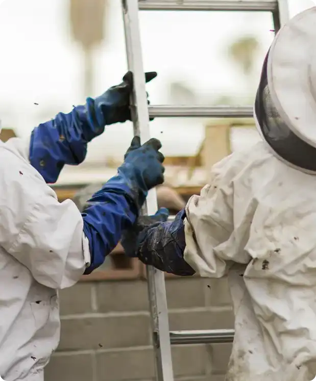 Two beekeepers in protective suits and gloves hold a metal ladder together, stabilizing it side by side.