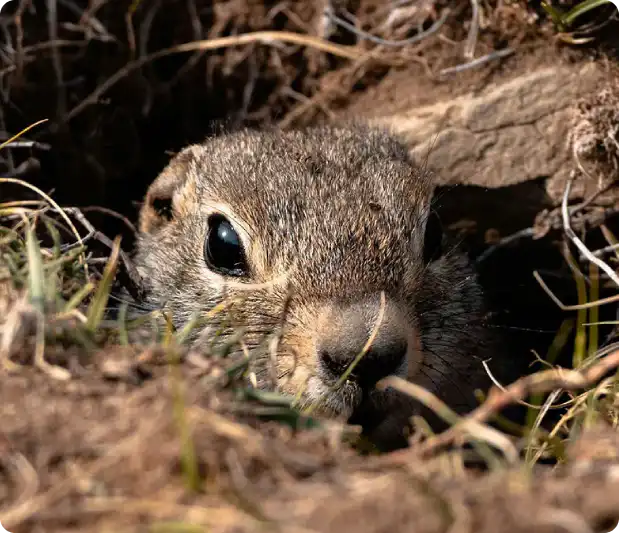 Close-up of a rabbit peeking from a burrow, eyes wide and nose near the entrance in dirt and grass