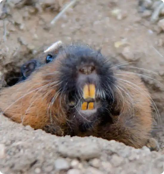 Close-up of a small burrowing rodent with large yellow incisors peeking from a dirt burrow.