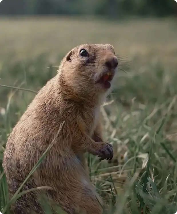 Ground squirrel standing upright in tall grass with mouth open as if surprised or calling out.
