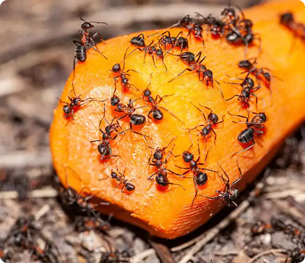 Group of ants crawling over a bright orange slice on dirt outdoors