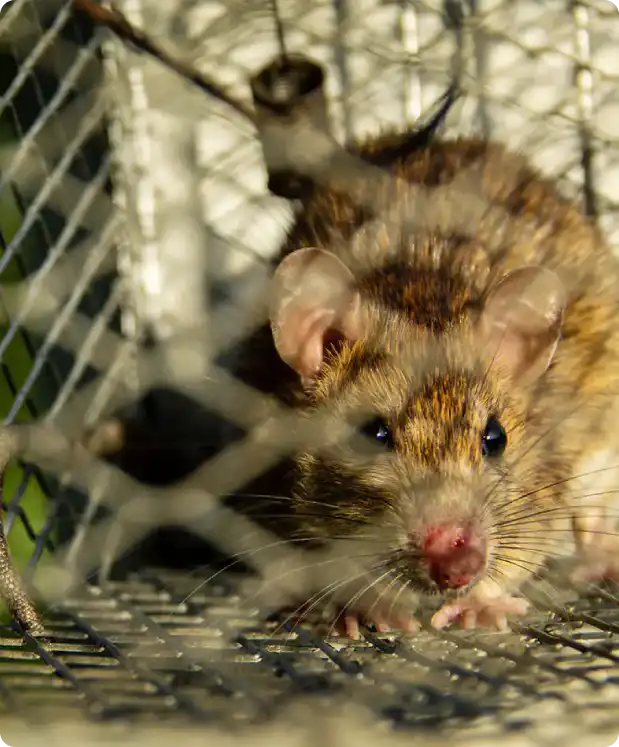 Close-up of a small brown rodent inside a wire cage, facing the camera.