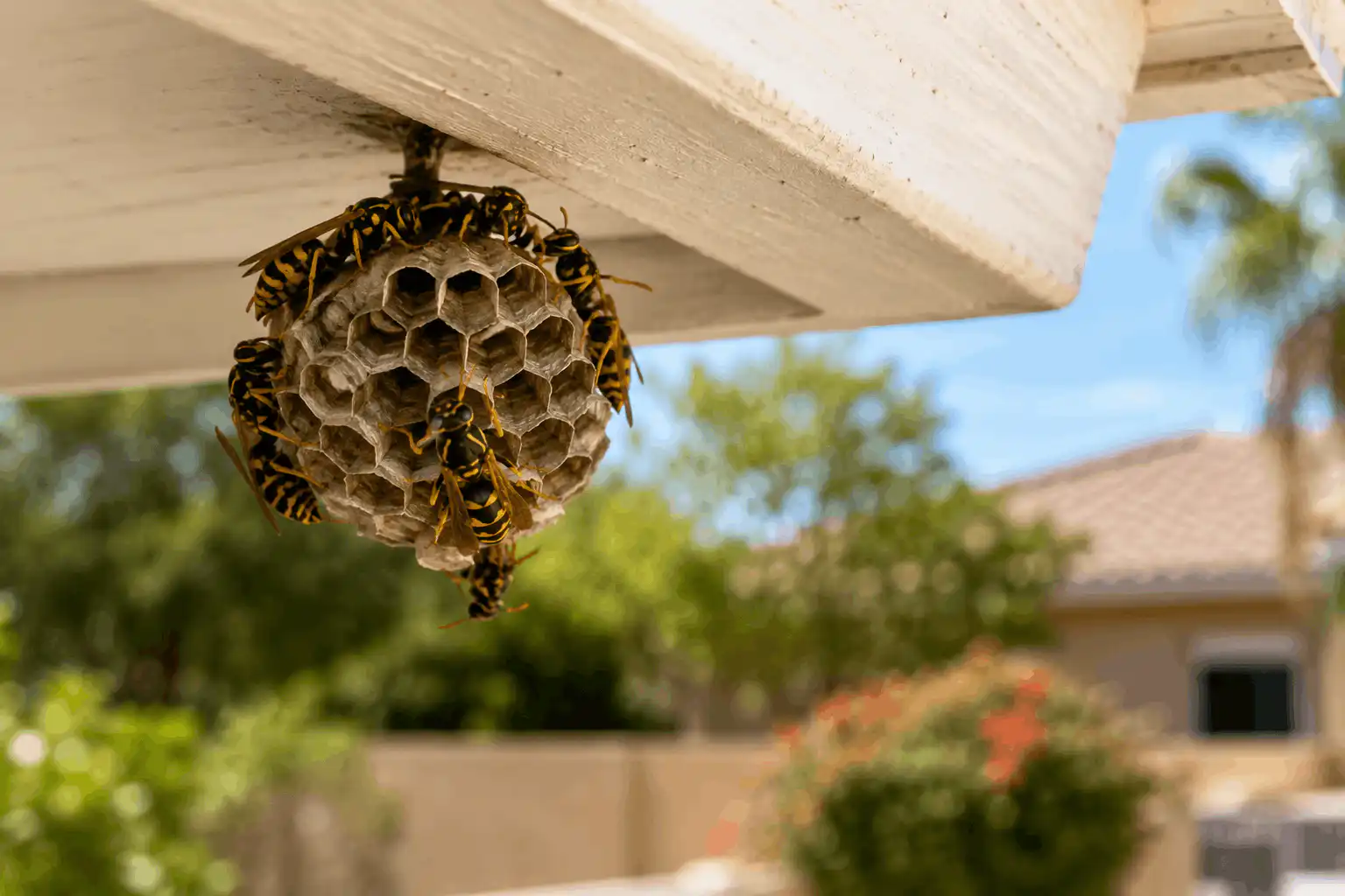 Wasp nest hanging under a porch eave with multiple yellow jackets clustered around it.