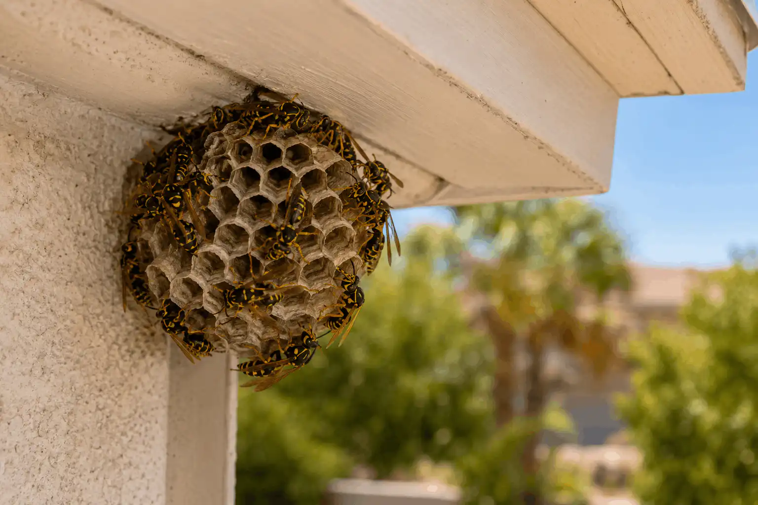 Wasp nest attached to a beige wall under an overhang, with many yellow-and-black wasps around it.