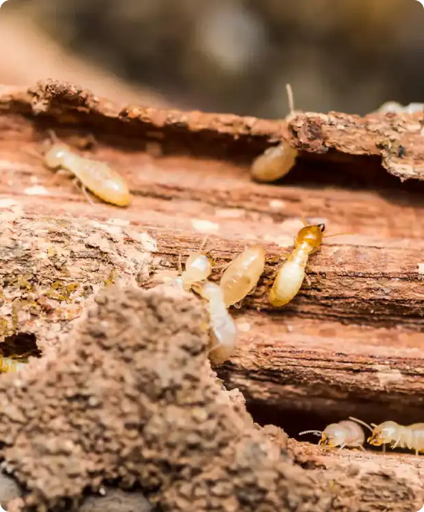Close-up of pale termites crawling on a rotting wooden log, with soil nearby.