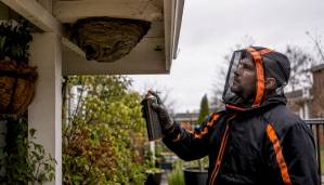 Technician safely removing wasp nest outside home