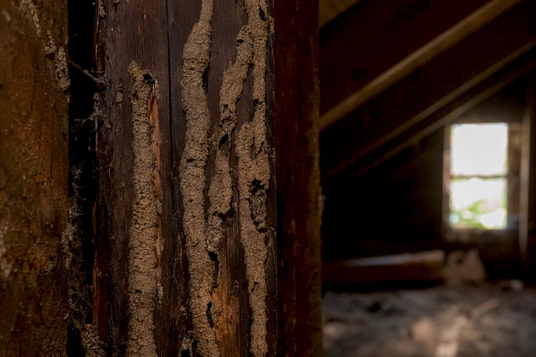 Close-up of multiple termite mud tubes on indoor wooden wall