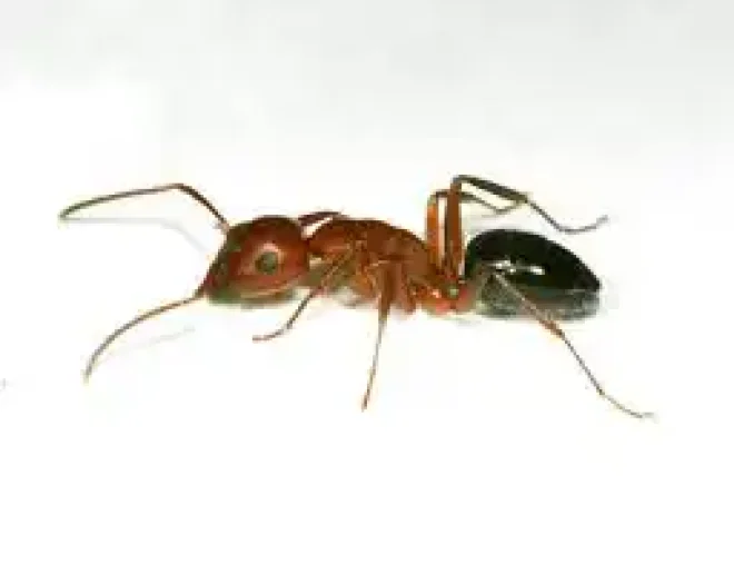 #image_title